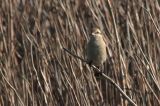 20111002_daurische klauwier_texel_3